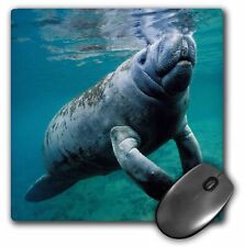 3dRose West Indian Manatee Trichechus manatus in Florida USA MousePad picture