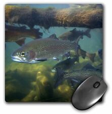 3dRose Rainbow trout fish, nature center, Boise, Idaho - US13 DFR0528 - David R. picture