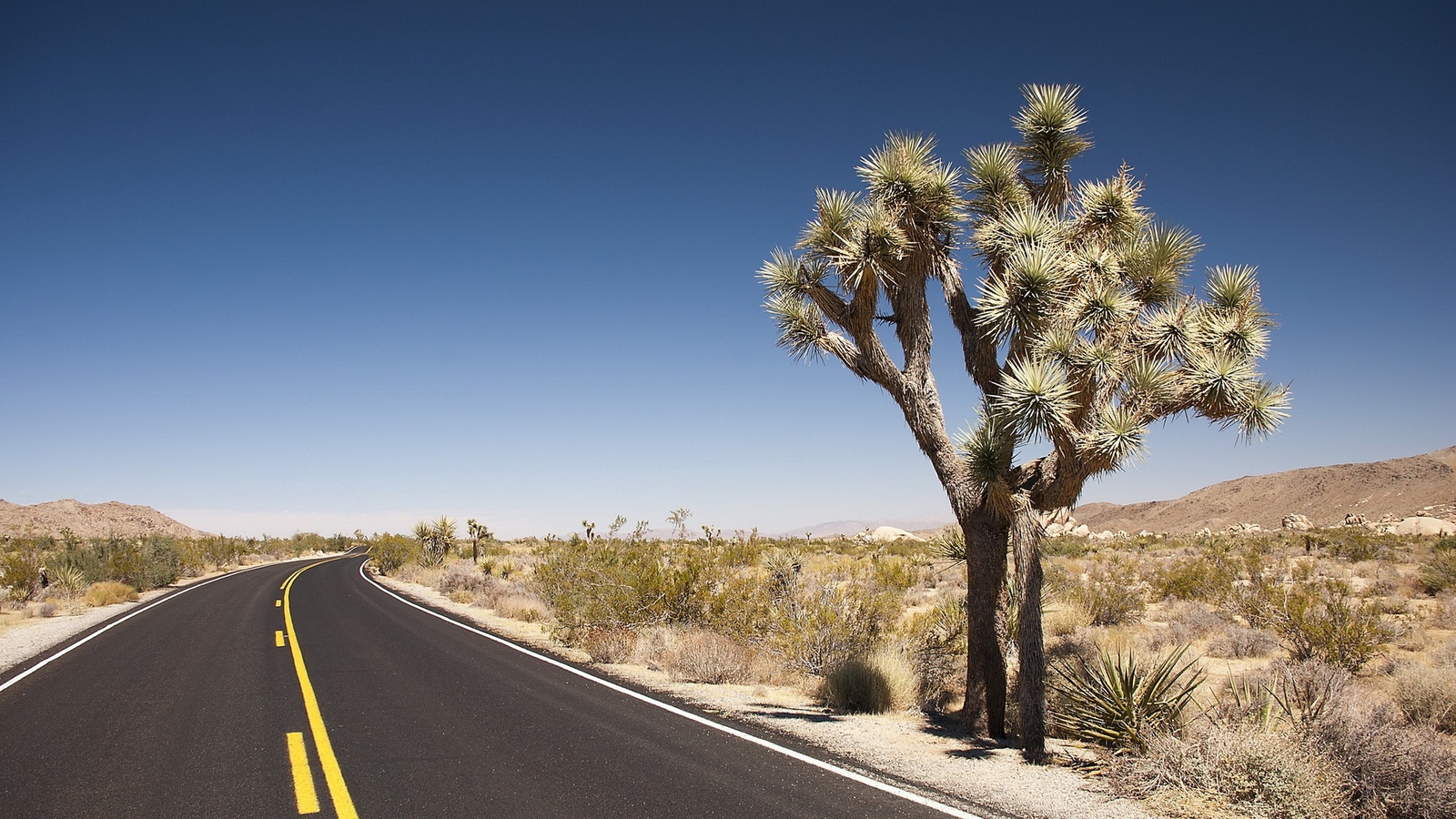 Landscape road desert badlands cactus joshua tree plants Custom Gaming Mat Desk