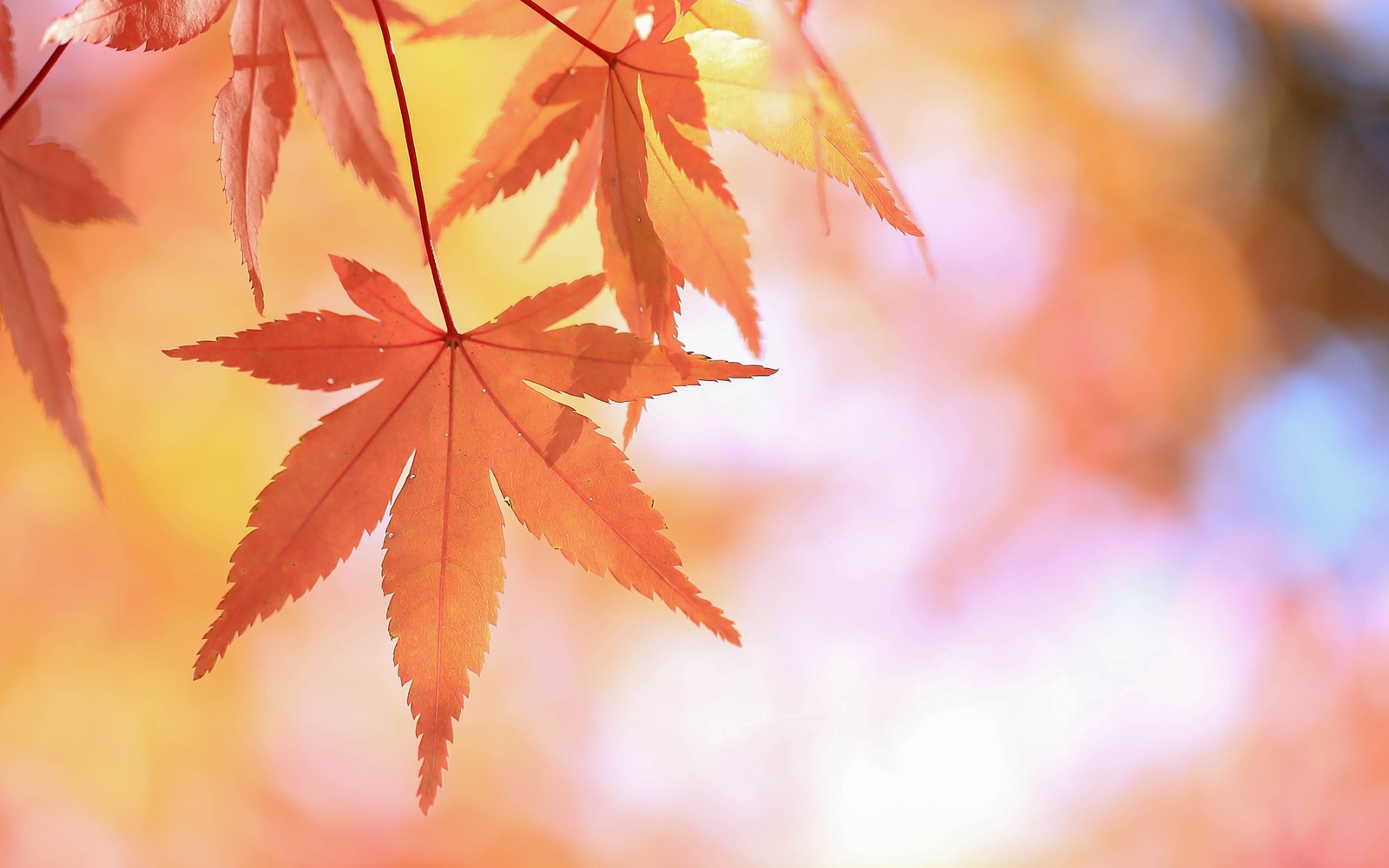 Landscape leaves fall Custom Gaming Mat Desk