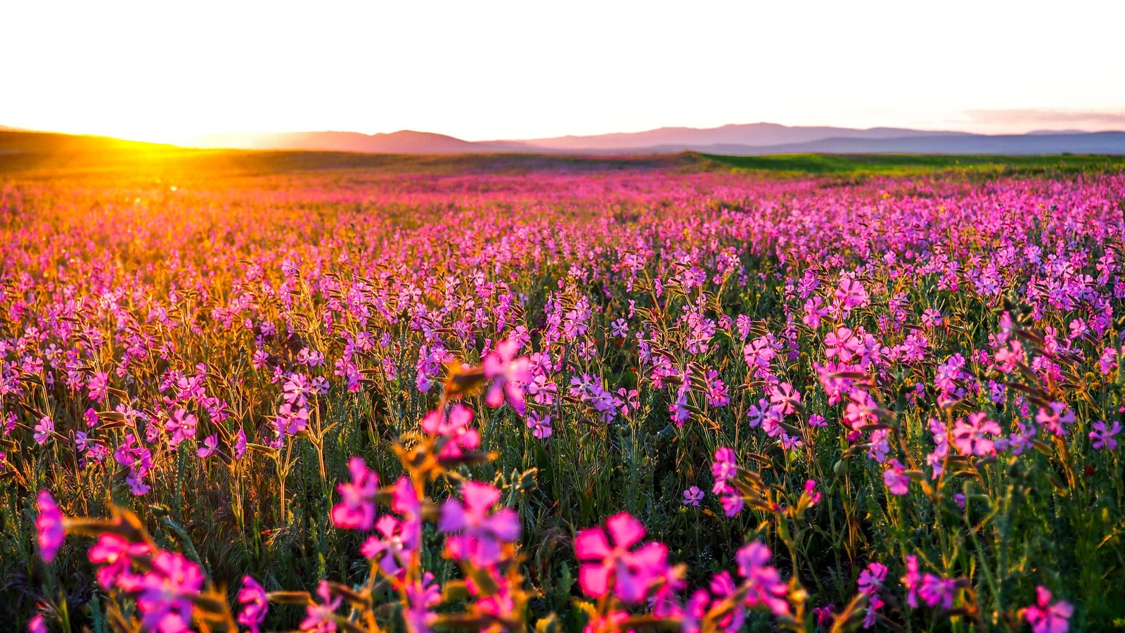 Landscape plants flowers field sunlight Custom Gaming Mat Desk