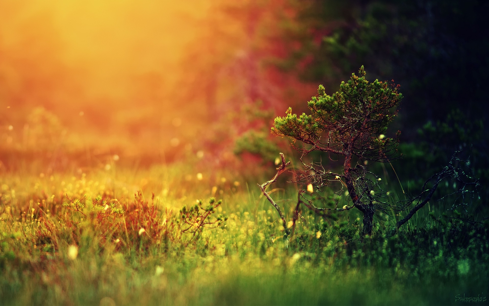 Landscape depth of field grass blurred nature colorful Custom Gaming Mat Desk