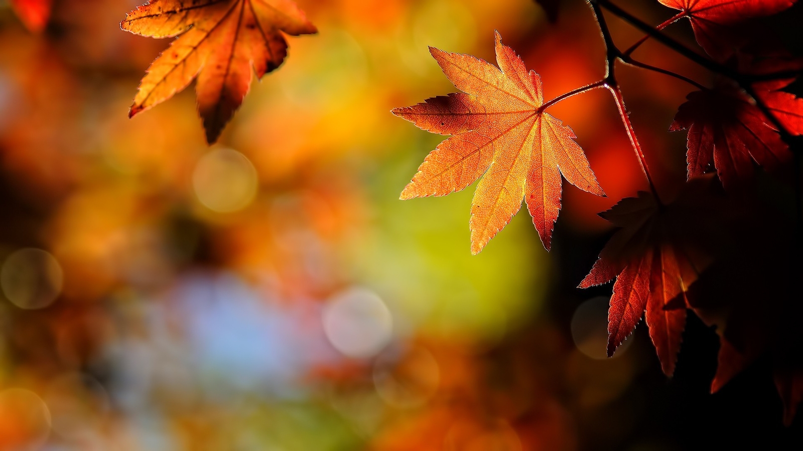 Landscape depth of field leaves maple bokeh fall Custom Gaming Mat Desk