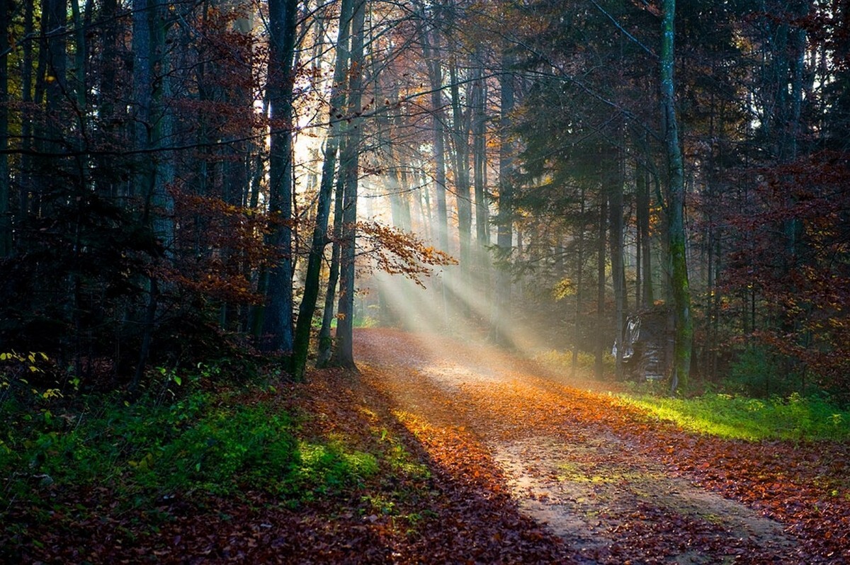 Landscape sun rays forest fall path leaves trees grass Custom Gaming Mat Desk