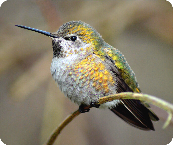 HUMMINGBIRDS ~ Mouse Pad / PC Mousepad ~ Bird Watching Feeder Nature Lover GIFT