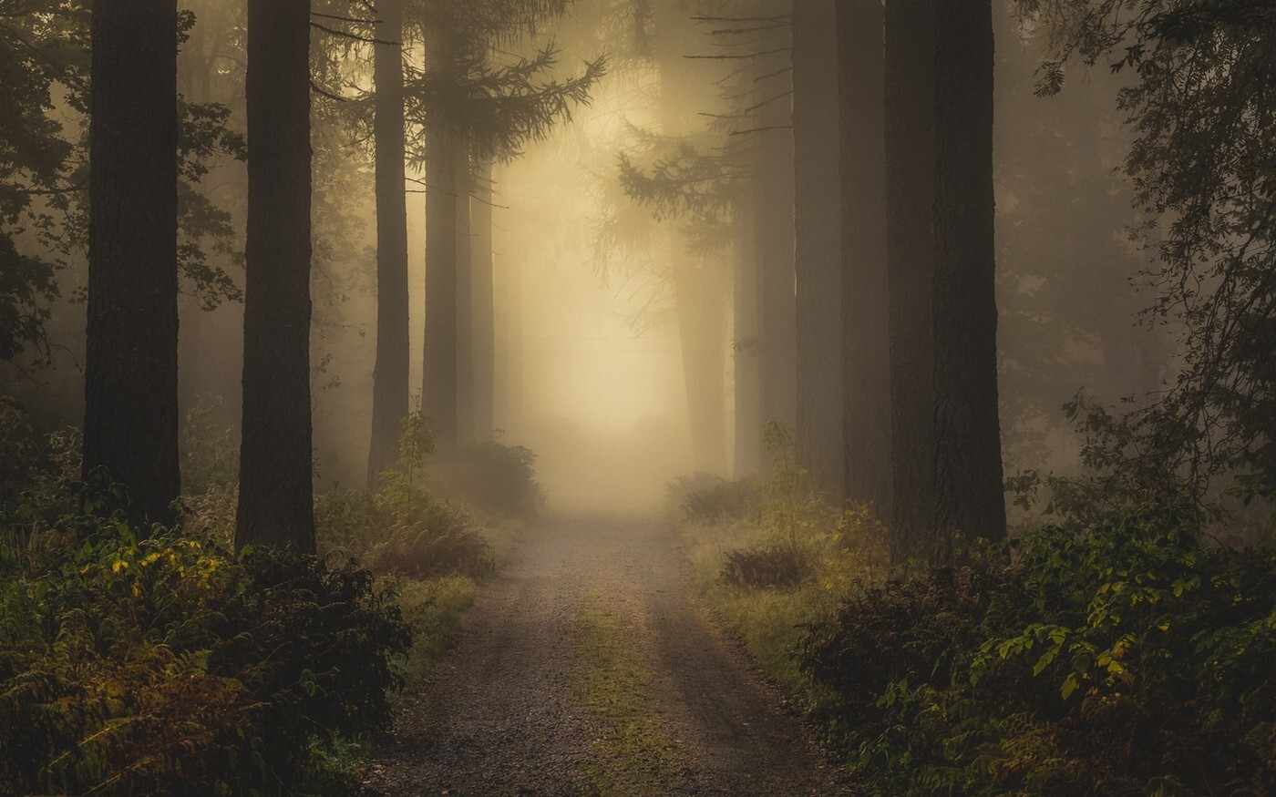 Landscape nature mist dirt road forest shrubs morning Custom Gaming Mat Desk