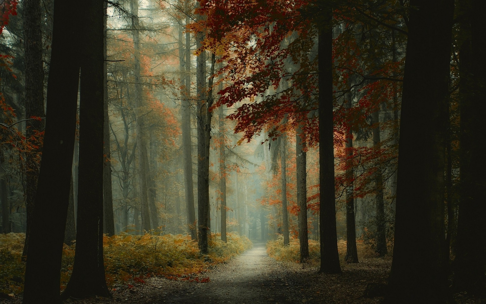 Landscape nature forest mist path trees morning Custom Gaming Mat Desk