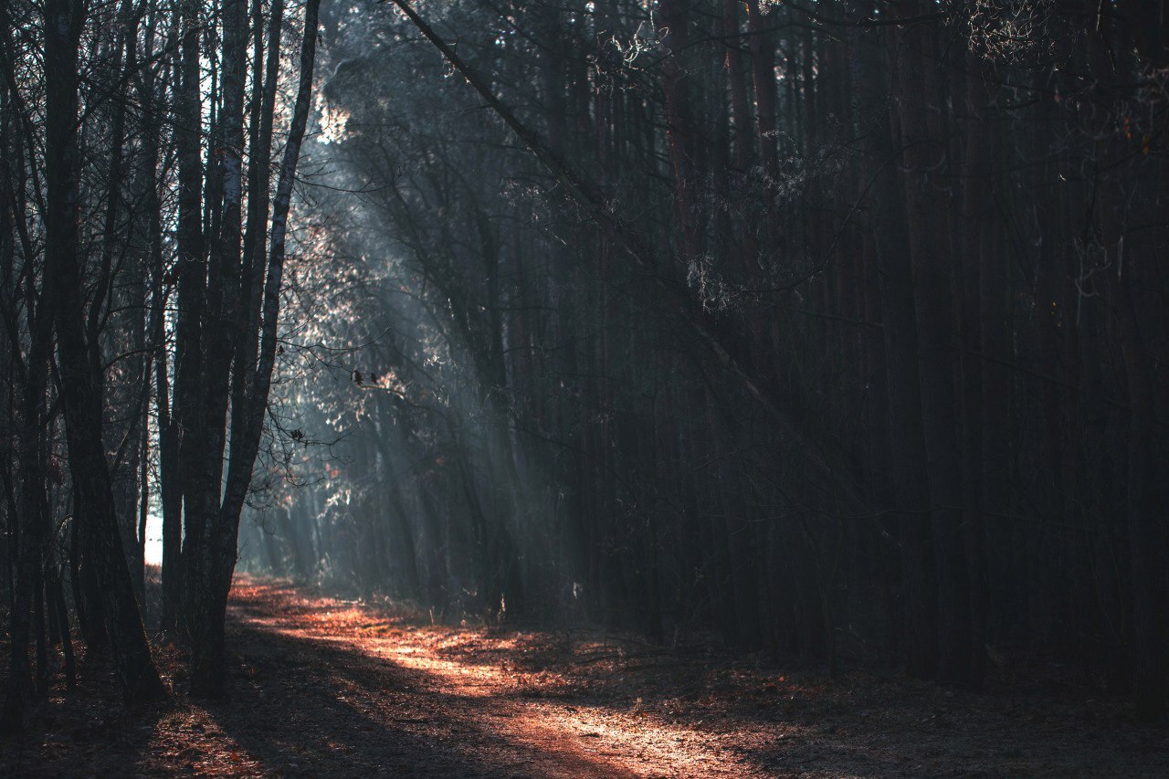 Landscape forest fall sun rays Custom Gaming Mat Desk