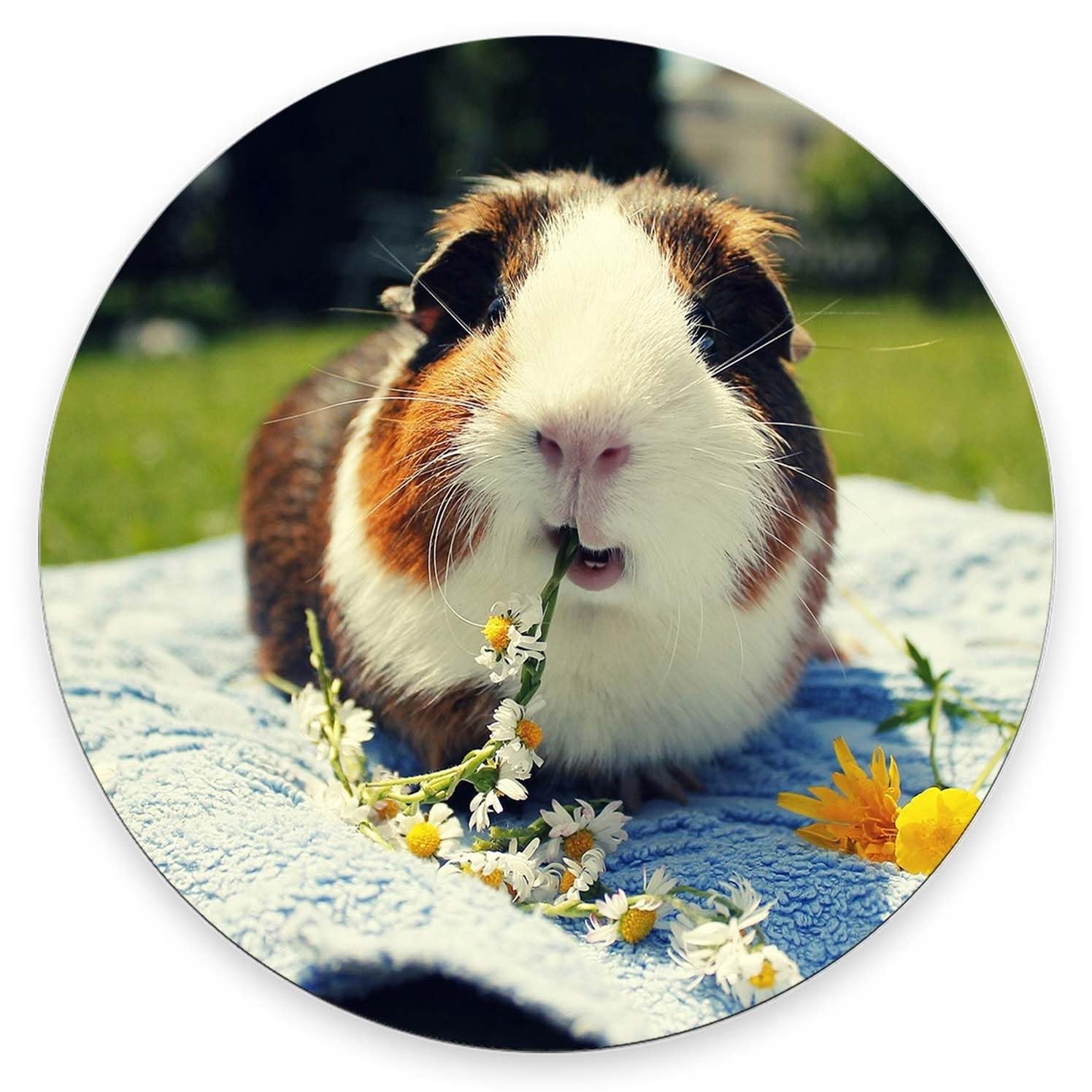 Pad, Cute Eating Guinea Pig Pads with Design, Round Washable Cloth Personaliz...