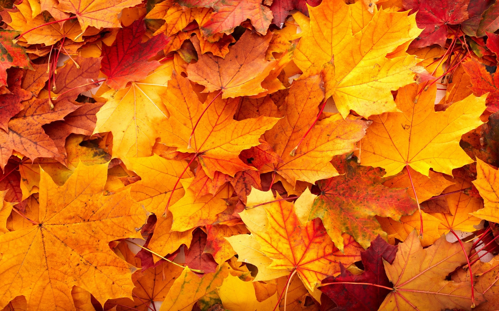 Landscape leaves fall fallen red plants Custom Gaming Mat Desk