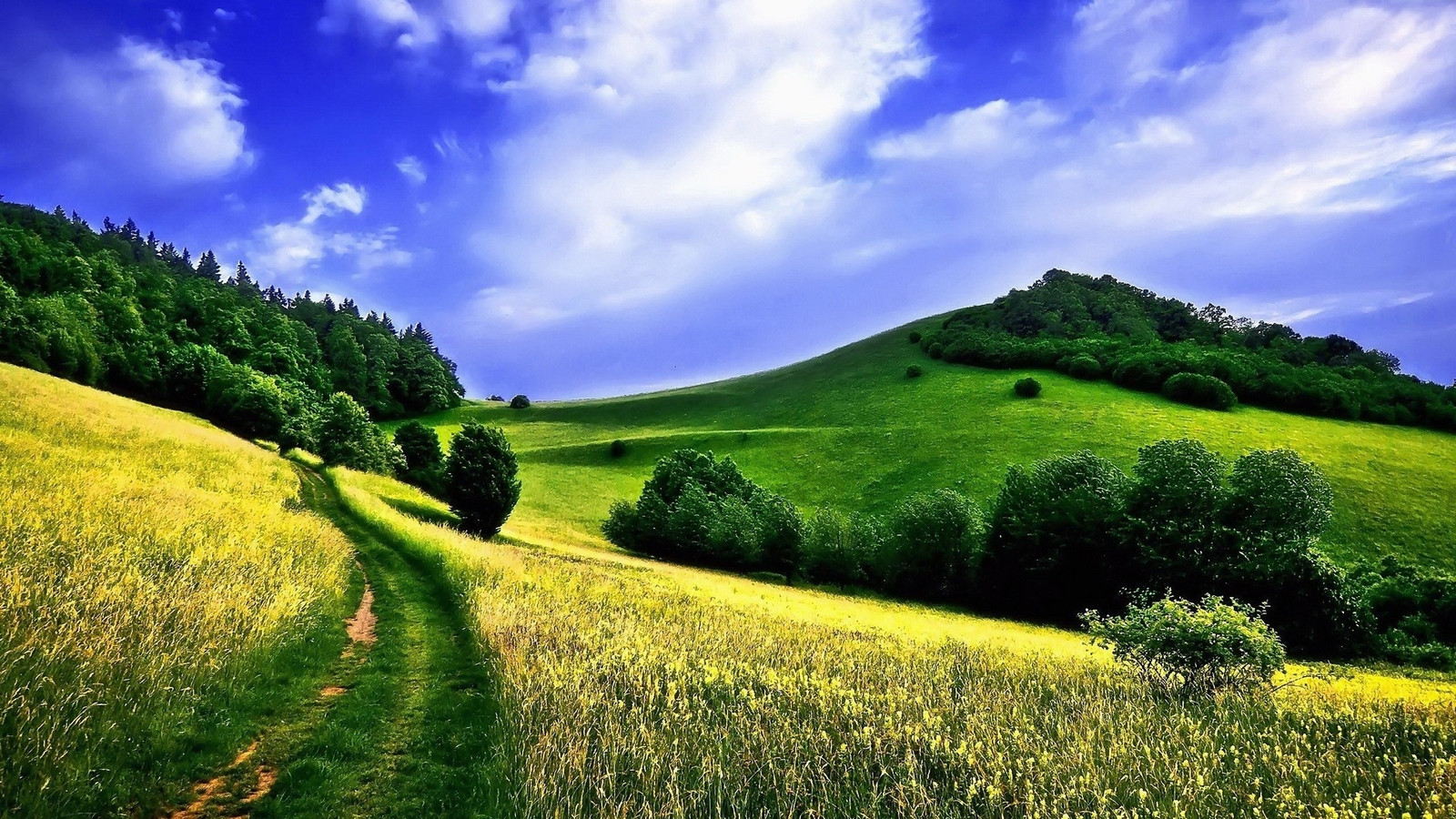 Landscape field nature summer trees path Custom Gaming Mat Desk