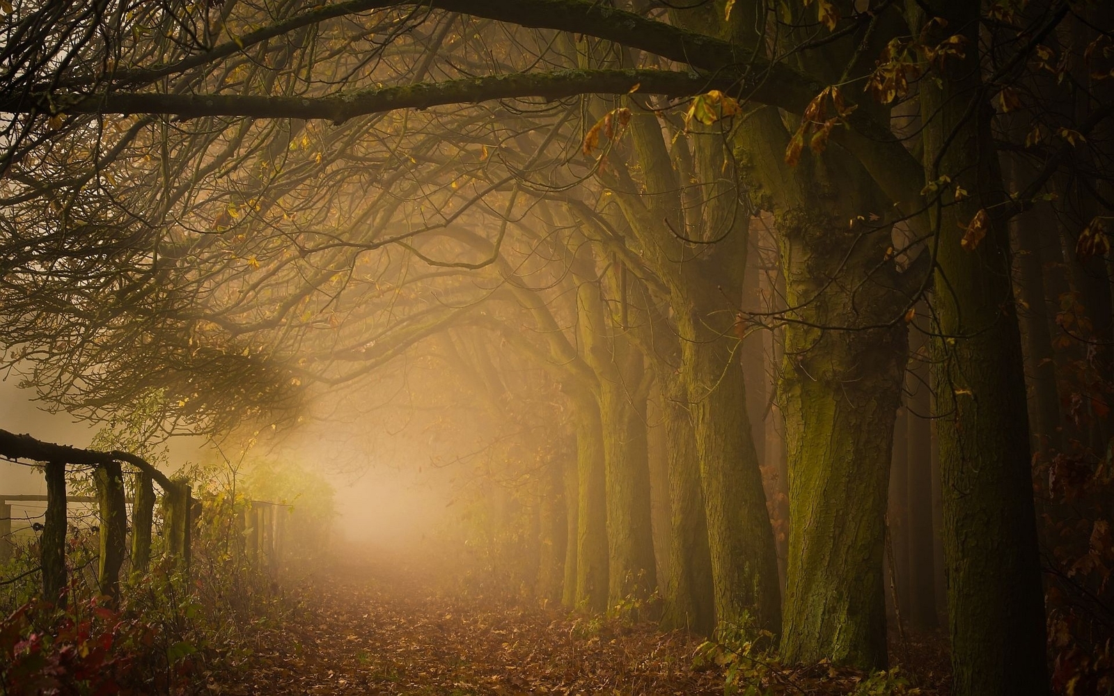 Landscape path leaves forest mist nature trees fence Custom Gaming Mat Desk
