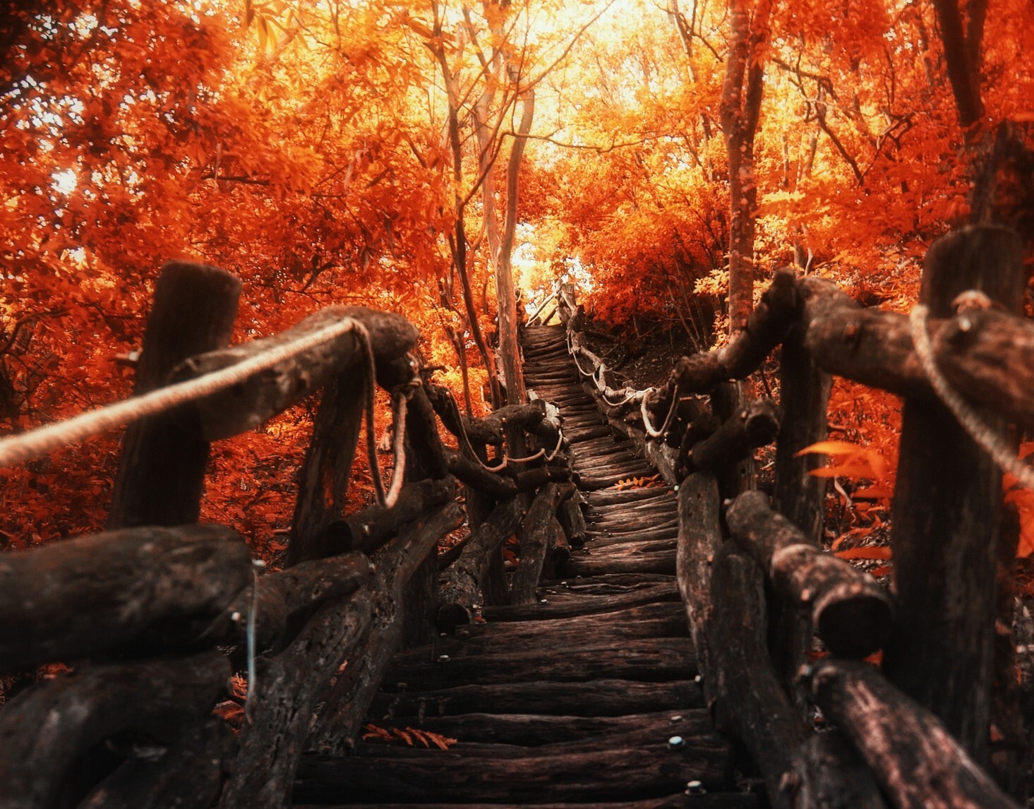 Landscape nature path walkway trees fall sunlight red Custom Gaming Mat Desk