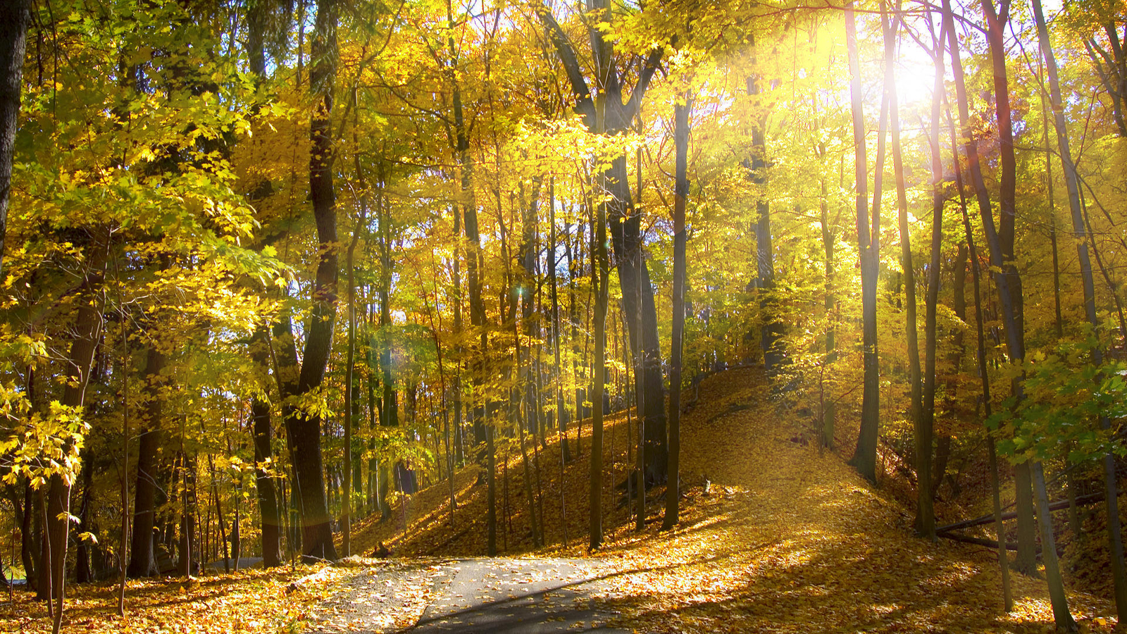 Landscape forest trees fall sunlight Custom Gaming Mat Desk