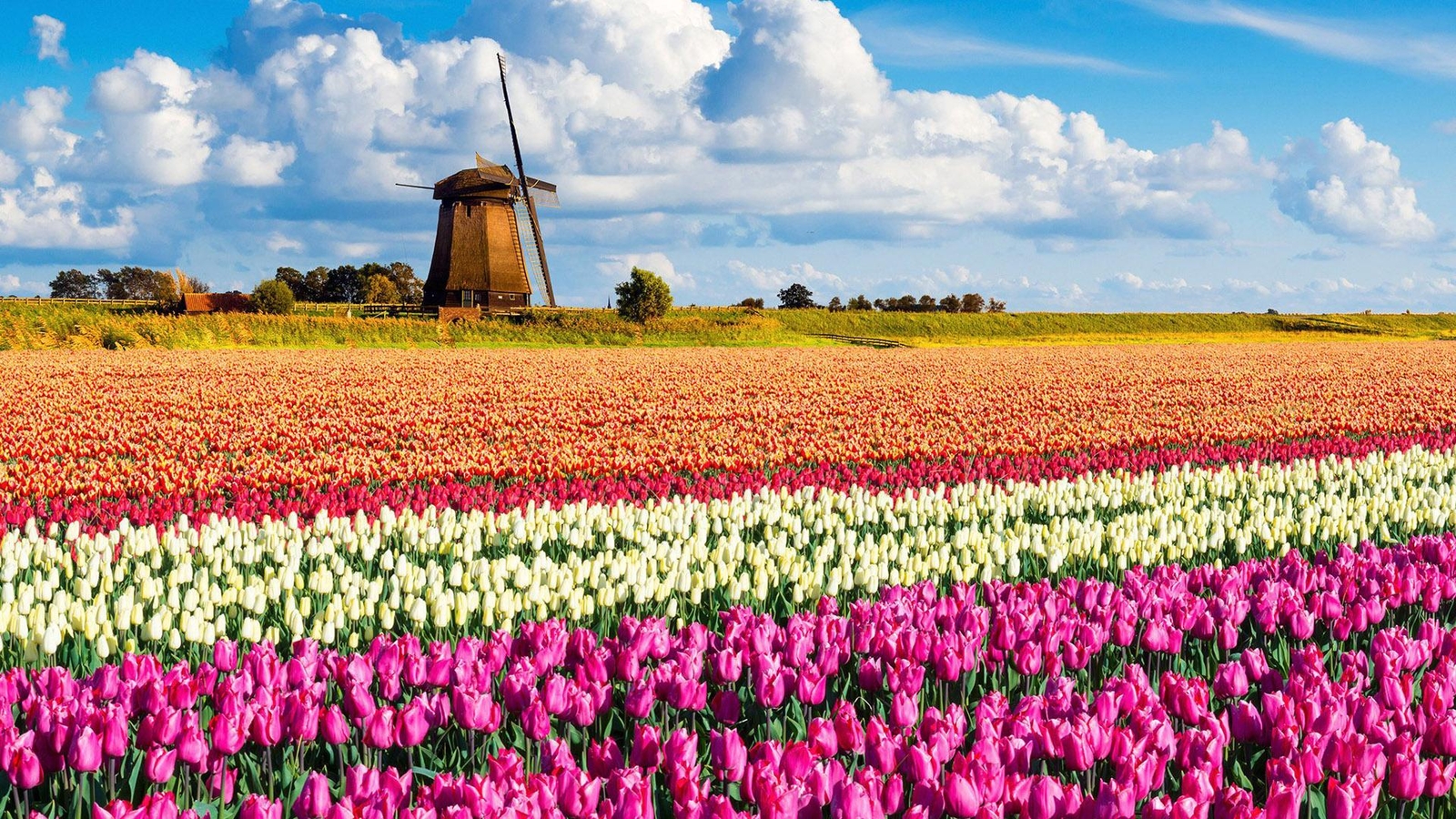 Landscape netherlands flowers windmill nature Custom Gaming Mat Desk