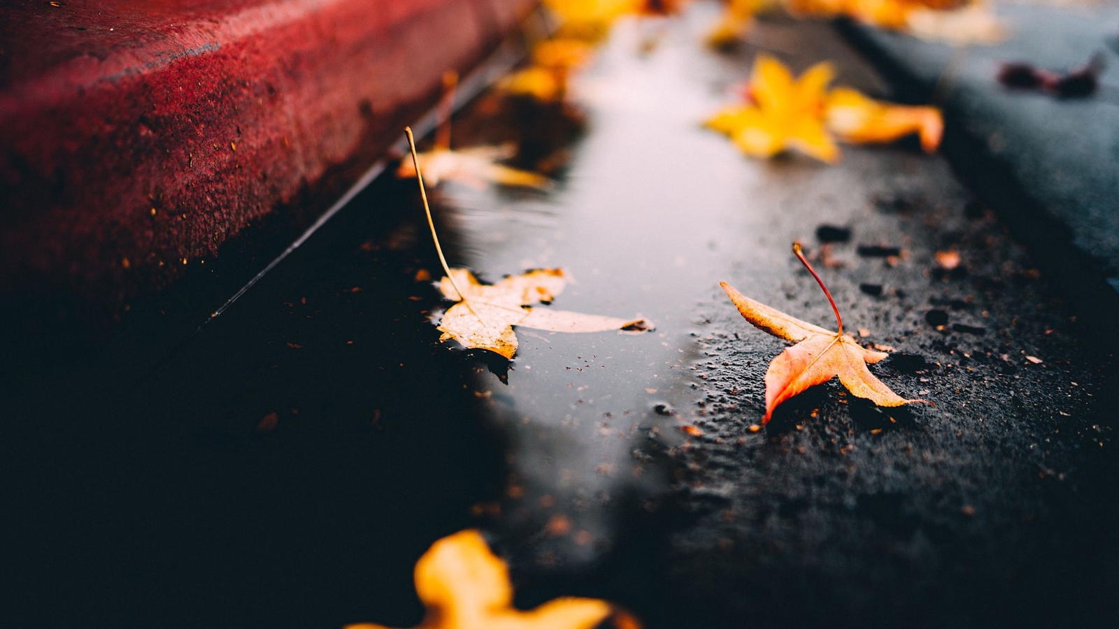 Landscape fall leaves maple on the floor fallen wet Custom Gaming Mat Desk