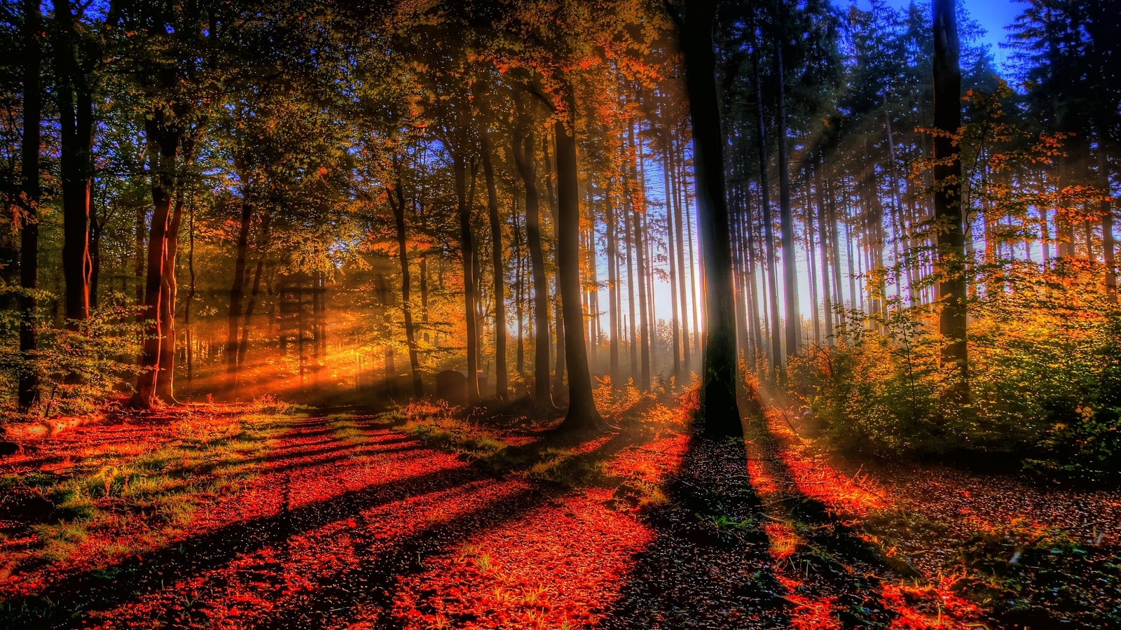 Landscape nature forest trees sunlight fall sun Custom Gaming Mat Desk