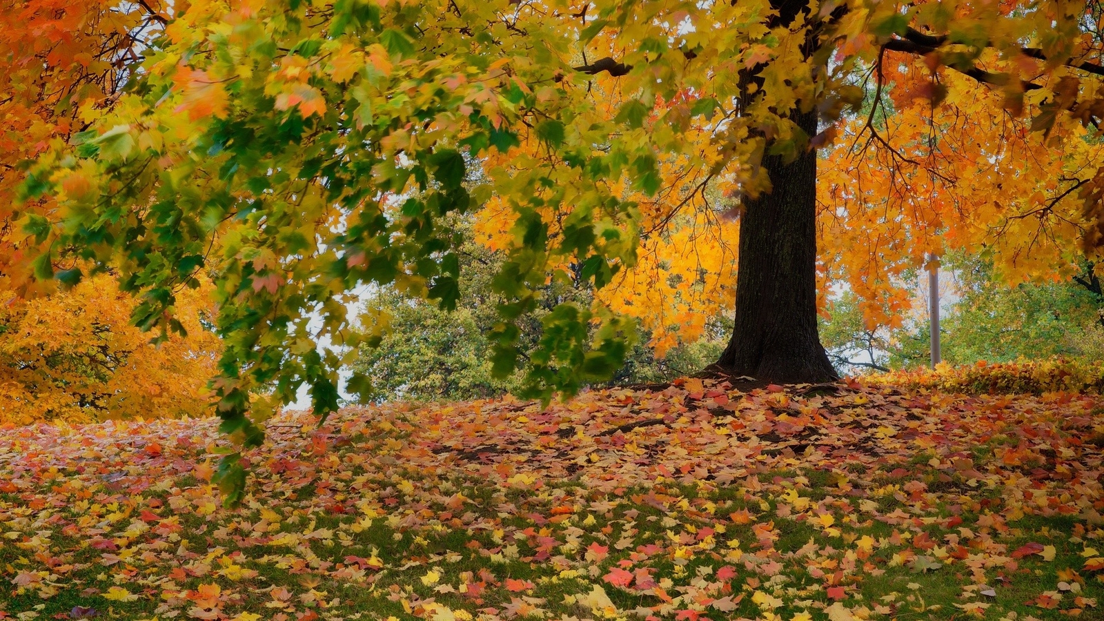 Landscape nature fall leaves Custom Gaming Mat Desk