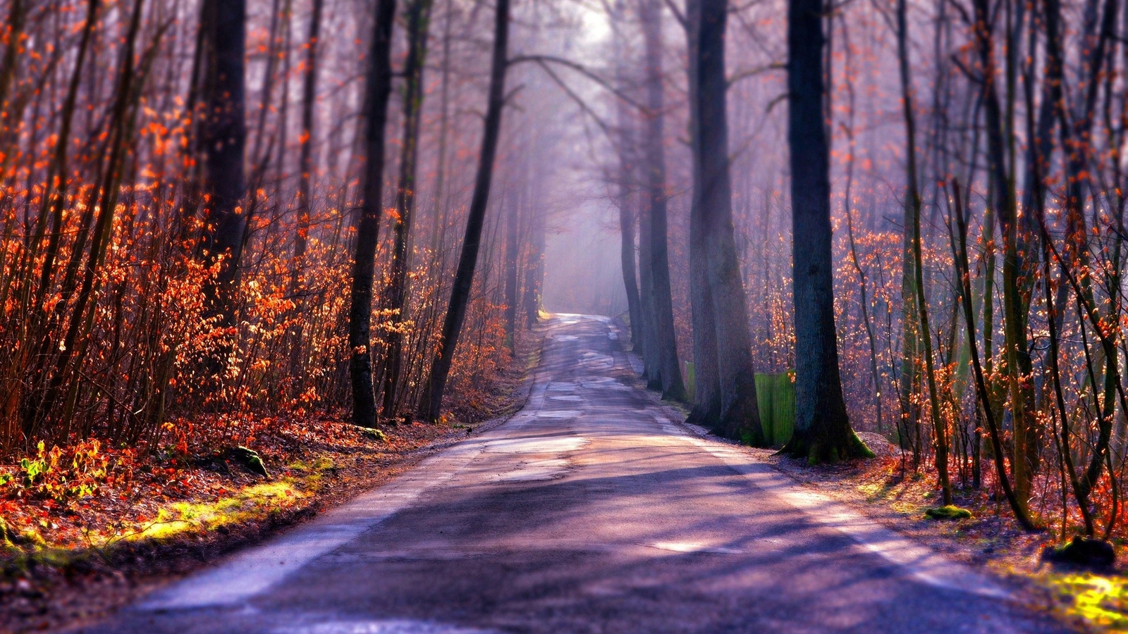 Landscape nature trees forest branch fall leaves road Custom Gaming Mat Desk