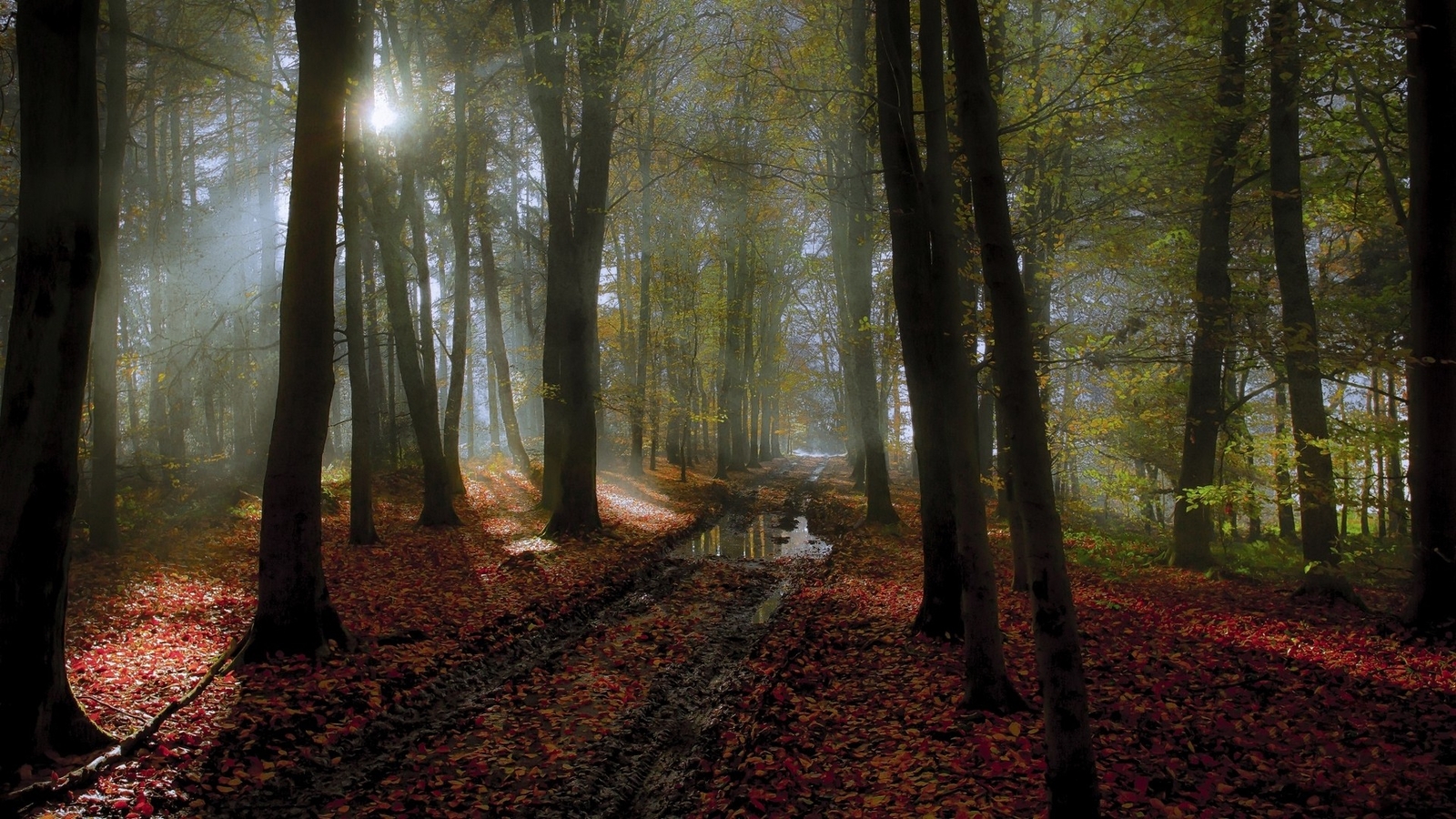 Landscape nature path mist forest sunlight leaves trees Custom Gaming Mat Desk
