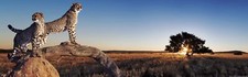 Landscape nature animals cheetahs savannah panorama Custom Gaming Mat Desk picture