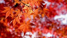 Landscape fall leaves Custom Gaming Mat Desk picture