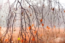 Landscape water nature dew plants fall drops Custom Gaming Mat Desk picture