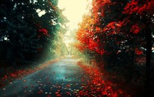 Landscape red leaves road forest fall trees fallen Custom Gaming Mat Desk picture