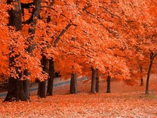Landscape fall red leaves trees Custom Gaming Mat Desk picture
