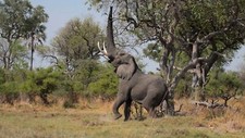 Landscape nature animals africa elephant trees grass Custom Gaming Mat Desk picture
