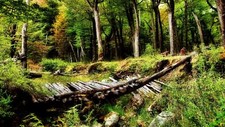 Landscape forest nature trees bridge plants wood Custom Gaming Mat Desk picture