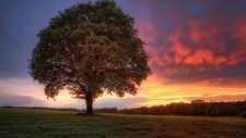 Landscape trees sunset skyscape purple sky field orange Custom Gaming Mat Desk picture