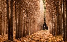 Landscape fall trees nature tunnel Custom Gaming Mat Desk picture