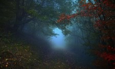Landscape nature path mist forest morning leaves trees Custom Gaming Mat Desk picture