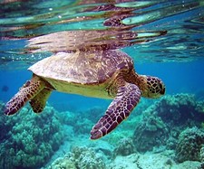 SEA TURTLE OCEAN REEF #20 COMPUTER MOUSE PAD 9 x 7 picture