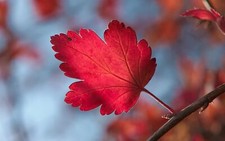 Landscape nature leaves fall macro Custom Gaming Mat Desk picture