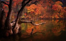 Landscape lake fall forest dead trees reflection nature Custom Gaming Mat Desk picture