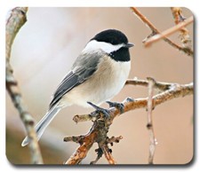 Chickadee ~ Mouse Pad / PC Mousepad ~ Bird Watching Feeder Birding Lover Gift picture