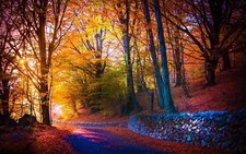 Landscape fall trees road outdoors fallen Custom Gaming Mat Desk picture