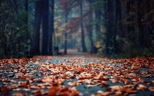 Landscape leaves trees fall road outdoors Custom Gaming Mat Desk picture