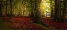 Landscape nature colorful forest fall trees path mist Custom Gaming Mat Desk picture