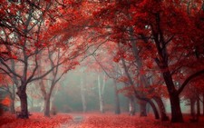 Landscape park leaves fall trees mist red path Custom Gaming Mat Desk picture