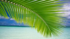 Landscape palm trees beach green sea horizon tropical Custom Gaming Mat Desk picture