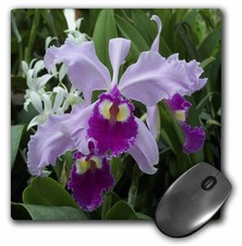 3dRose LLC 8 x 8 x 0.25 Inches Mouse Pad, Orchid (mp_3355_1) picture