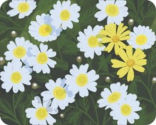 Daisy Wild Flowers Floral Art Colorful  Art Mousepad 7 x 9 Art mouse pad picture