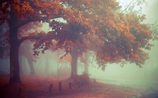 Landscape nature mist morning fall leaves trees Custom Gaming Mat Desk picture
