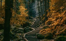 Landscape path stairs dark forest germany nature trees Custom Gaming Mat Desk picture
