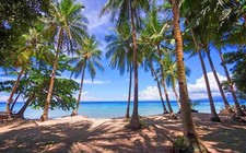 Landscape photography nature palm trees beach tropical Custom Gaming Mat Desk picture