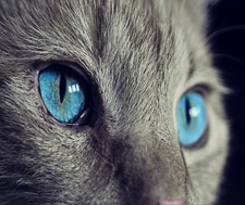GRAY CAT FACE BUE EYES FELINE COMPUTER MOUSE PAD 9.25 x 7.75 OR HOT PAD picture