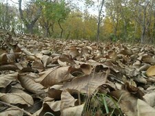 Landscape nature leaves fall outdoors Custom Gaming Mat Desk picture